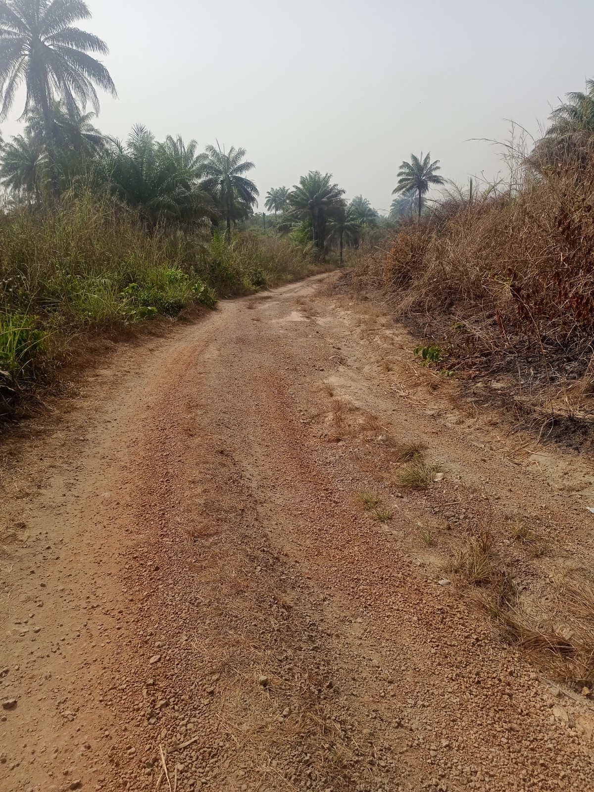Bikes For Sierra Leone Network for Africa